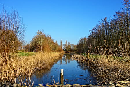 lake surrounded by trees thumbnail