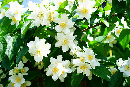white and yellow cluster flowers closeup photography at daytime thumbnail