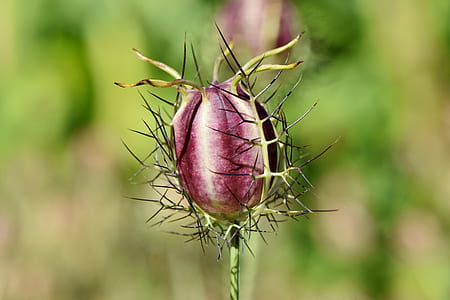 close-up photo of sea holly flower bud thumbnail