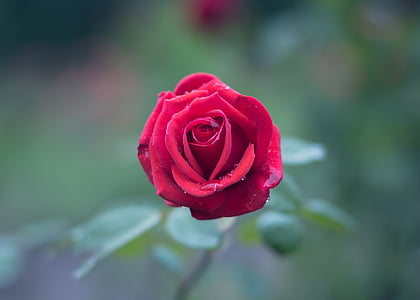 red rose in tilt-shift lens photography thumbnail