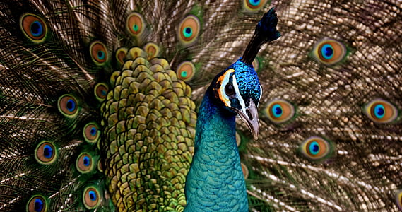 Peacock bust thumbnail