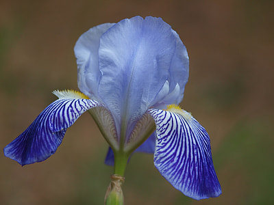 close-up photo of blue and white petaled flower thumbnail