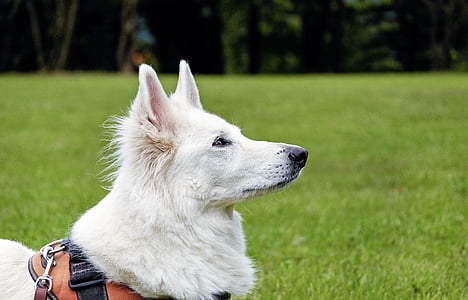adult white shepherd thumbnail