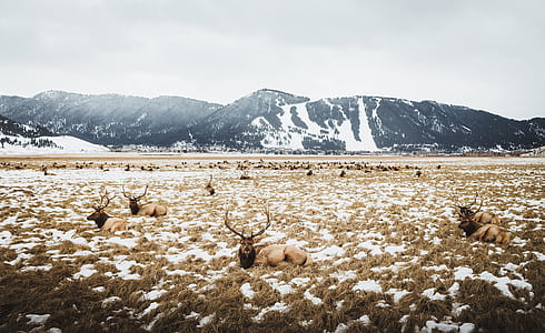 brown buck on snow ground thumbnail
