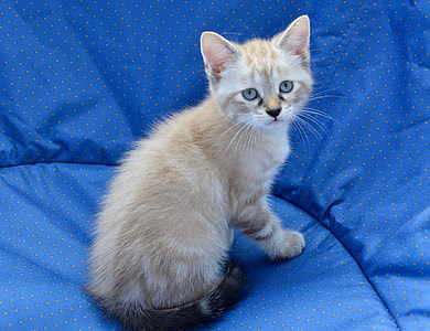 fawn kitten on blue cushion thumbnail