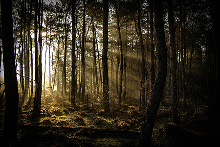 silhouette of trees during daytime thumbnail