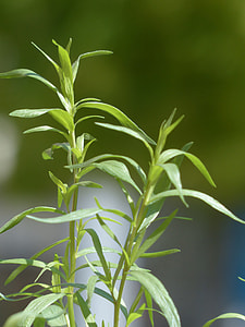 selective focus photo of green plant thumbnail