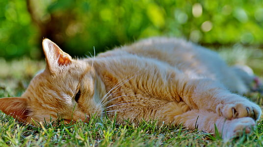 depth of field photography of orange tabby cat lying down on grass field thumbnail