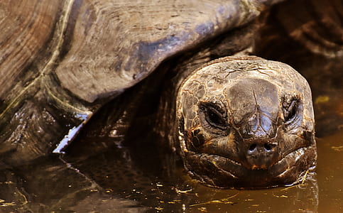 tortoise in water thumbnail