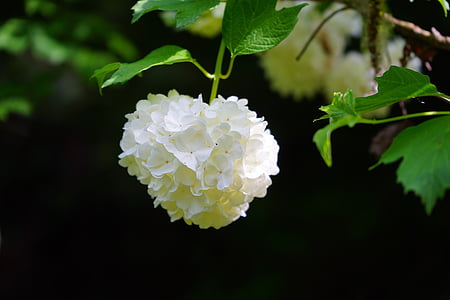 macro photography of white cluster flower thumbnail