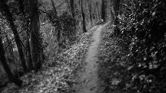 grayscale photo of pathway surrounded with plants thumbnail