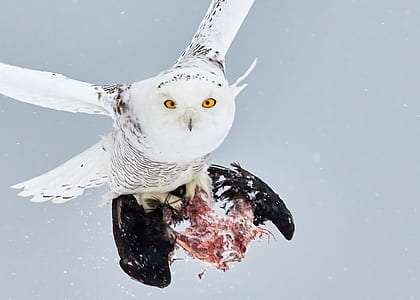 flying white owl thumbnail