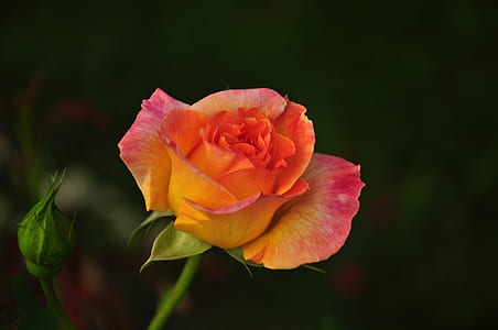 selective focus photography of orange rose in bloom thumbnail