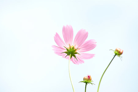 pink flower on white background thumbnail