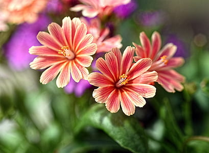 closeup photo of red-and-beige petaled flowers thumbnail