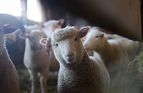 herd of brown and white sheep thumbnail
