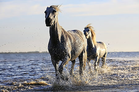 two gray horse running in body of water thumbnail