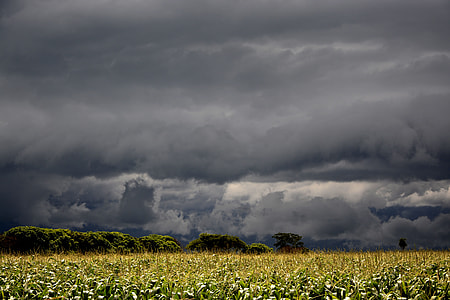 clouds and corn fields thumbnail