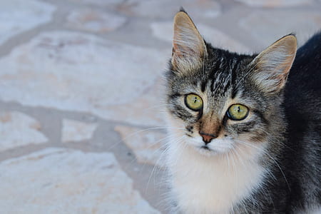 white and gray cat thumbnail