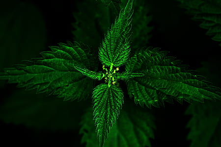 close up photography of green leaf plant thumbnail