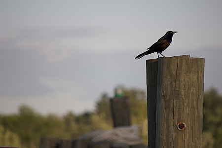 black crown on brown log thumbnail