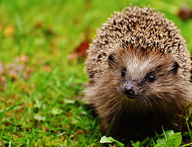 brown porcupine on top of green grass thumbnail