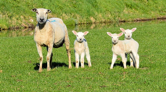 sheep and three lambs on green grass field thumbnail