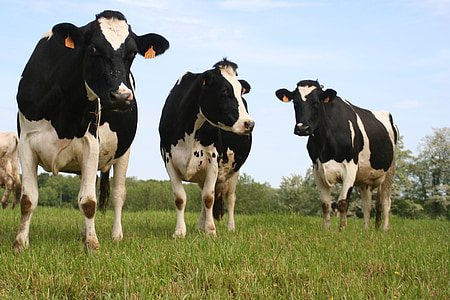 three white-and-black cows on grass field thumbnail
