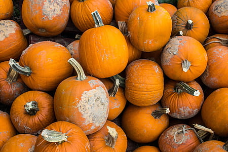 Pumpkins thumbnail