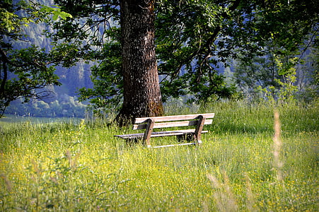 brown wooden bench surrounded with tall grasses near tree thumbnail