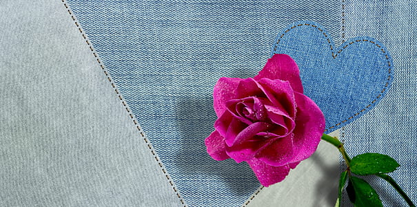pink rose with three leaves thumbnail