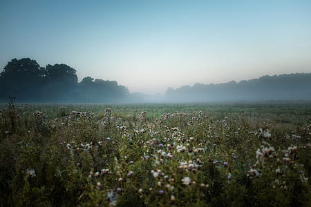 landscape photo of bed of white flowers thumbnail