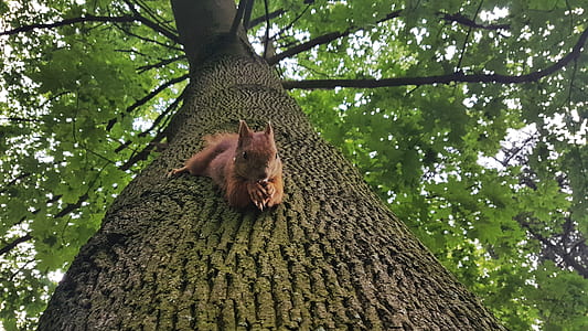 squirrel on tree thumbnail
