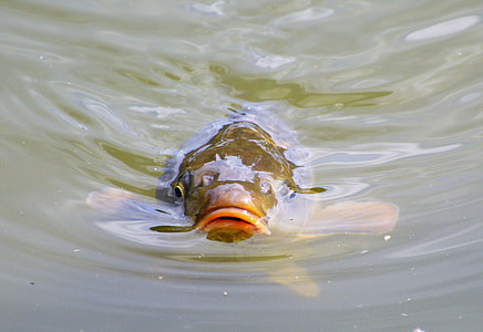 brown Bass on water thumbnail