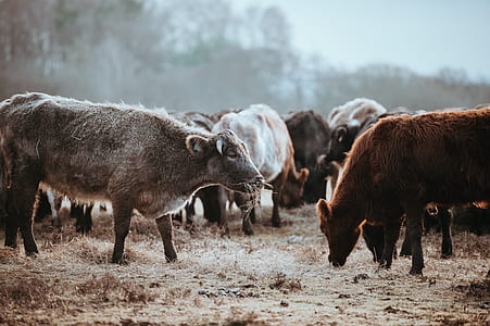 water buffalo lot thumbnail