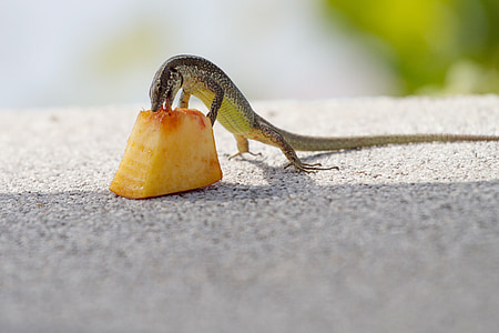 skink eating thumbnail