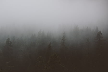 fog covered pine trees thumbnail
