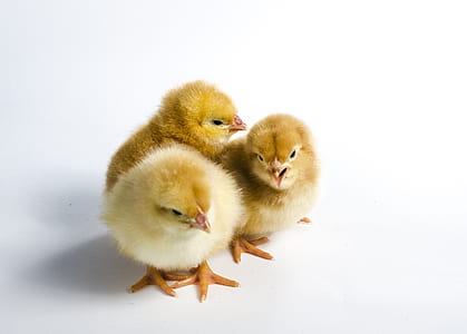 three yellow chicken chicks thumbnail