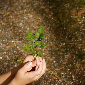 photography of Blueberry on person's hand thumbnail