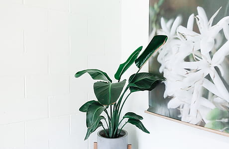 green leafed plant beside of painting thumbnail