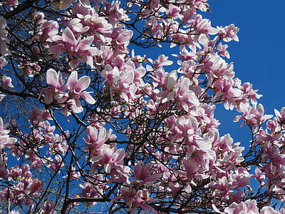 Photo of Cherry Blossoms thumbnail