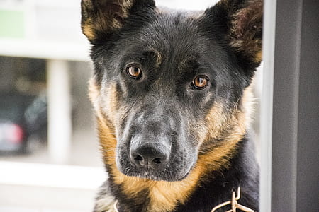 close-up photography of adult black and tan German shepherd thumbnail