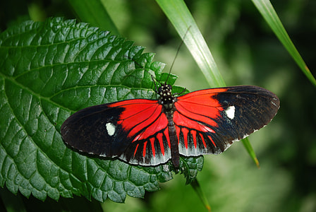 macro photography of red and black longwing butterfly thumbnail