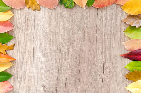 assorted-color leaves thumbnail