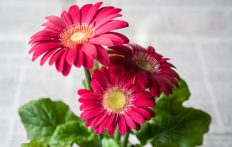 three red daises thumbnail