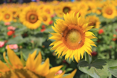 selective focus photography of sunflower field at daytime thumbnail