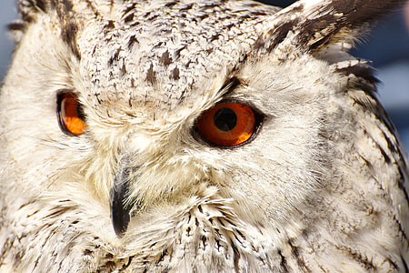 photography of beige and black Owl thumbnail