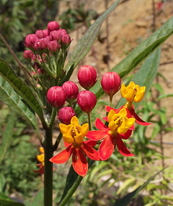 Asclepias Tuberosa, Butterfly Weed thumbnail