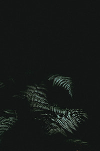 backgrounds, black Color, nature, dark thumbnail