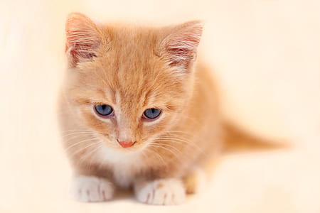 orange tabby kitten thumbnail